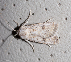 Agrotis desertorum
