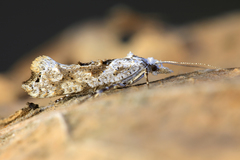 Ypsolopha asperella