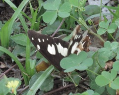 Oxeoschistus tauropolis tauropolis