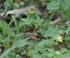 Oxeoschistus tauropolis tauropolis
