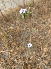 Astripomoea lachnosperma