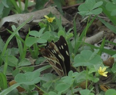 Oxeoschistus tauropolis tauropolis