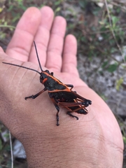 Romaleini
