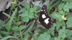 Oxeoschistus tauropolis tauropolis