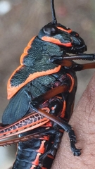 Romaleini