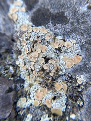 Rhizoplaca subdiscrepans