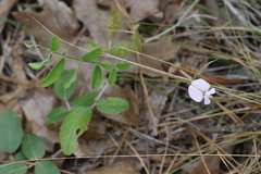 Tephrosia spicata