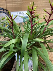 Guzmania dissitiflora