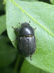 Euetheola