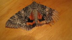 Catocala semirelicta
