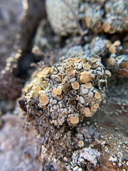 Rhizoplaca subdiscrepans