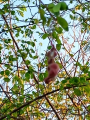 Pithecellobium dulce