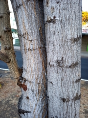 Pithecellobium dulce