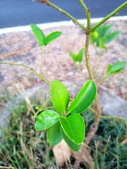 Citrus × aurantiifolia