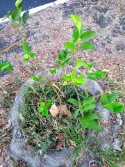 Citrus × aurantiifolia