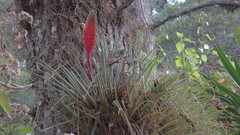 Tillandsia lampropoda
