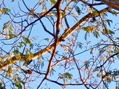 Enterolobium cyclocarpum