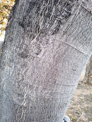 Enterolobium cyclocarpum