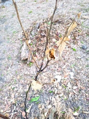 Citrus × aurantiifolia