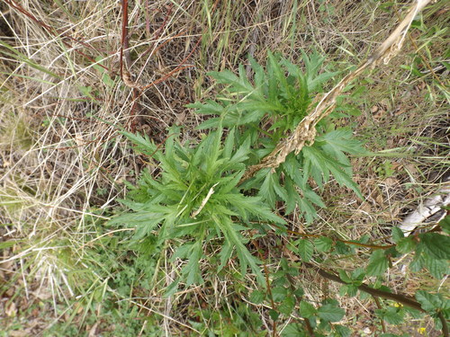 Durango root (Datisca glomerata)
