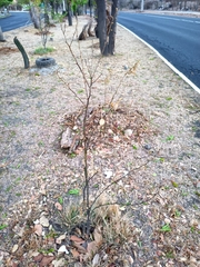 Citrus × aurantiifolia