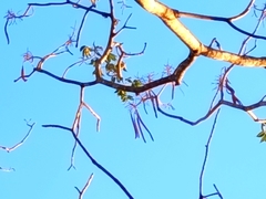 Roseodendron donnell-smithii