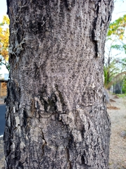 Roseodendron donnell-smithii