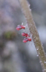 Uroleucon formosanum