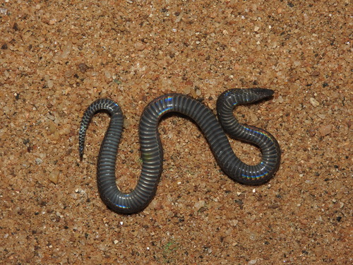Photo of a Drummond-Hay's Rough-sided Snake (Aspidura drummondhayi)