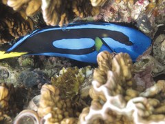 Paracanthurus hepatus