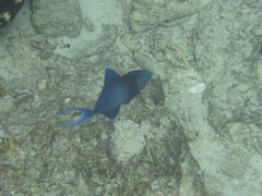Odonus niger