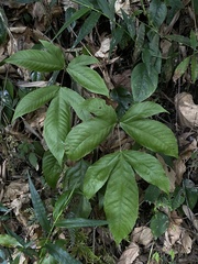Tectaria polymorpha