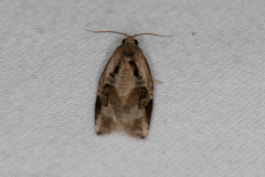 Archips grisea