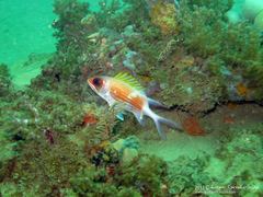 Holocentrus adscensionis