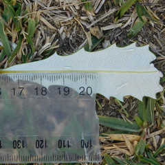 Stegommata sulfuratella