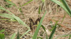 Oxeoschistus tauropolis tauropolis