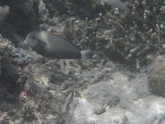 Acanthurus nigricauda
