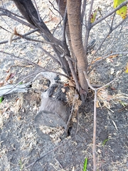 Byrsonima crassifolia