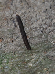 Anaulaciulus tonginus