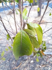 Byrsonima crassifolia