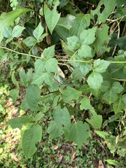 Eleutherococcus trifoliatus setosus