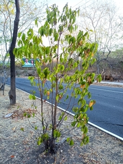 Byrsonima crassifolia