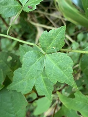 Eleutherococcus trifoliatus setosus