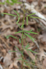 Desmodium strictum