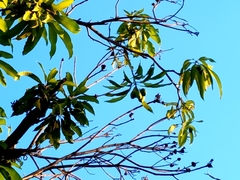 Mangifera indica