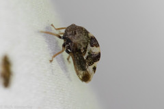 Cyrtolobus tuberosus