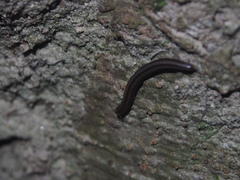 Anaulaciulus tonginus