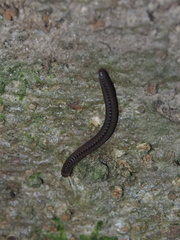 Anaulaciulus tonginus