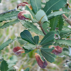 Stegommata sulfuratella