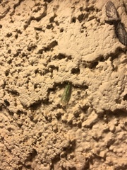 Chrysoperla comanche